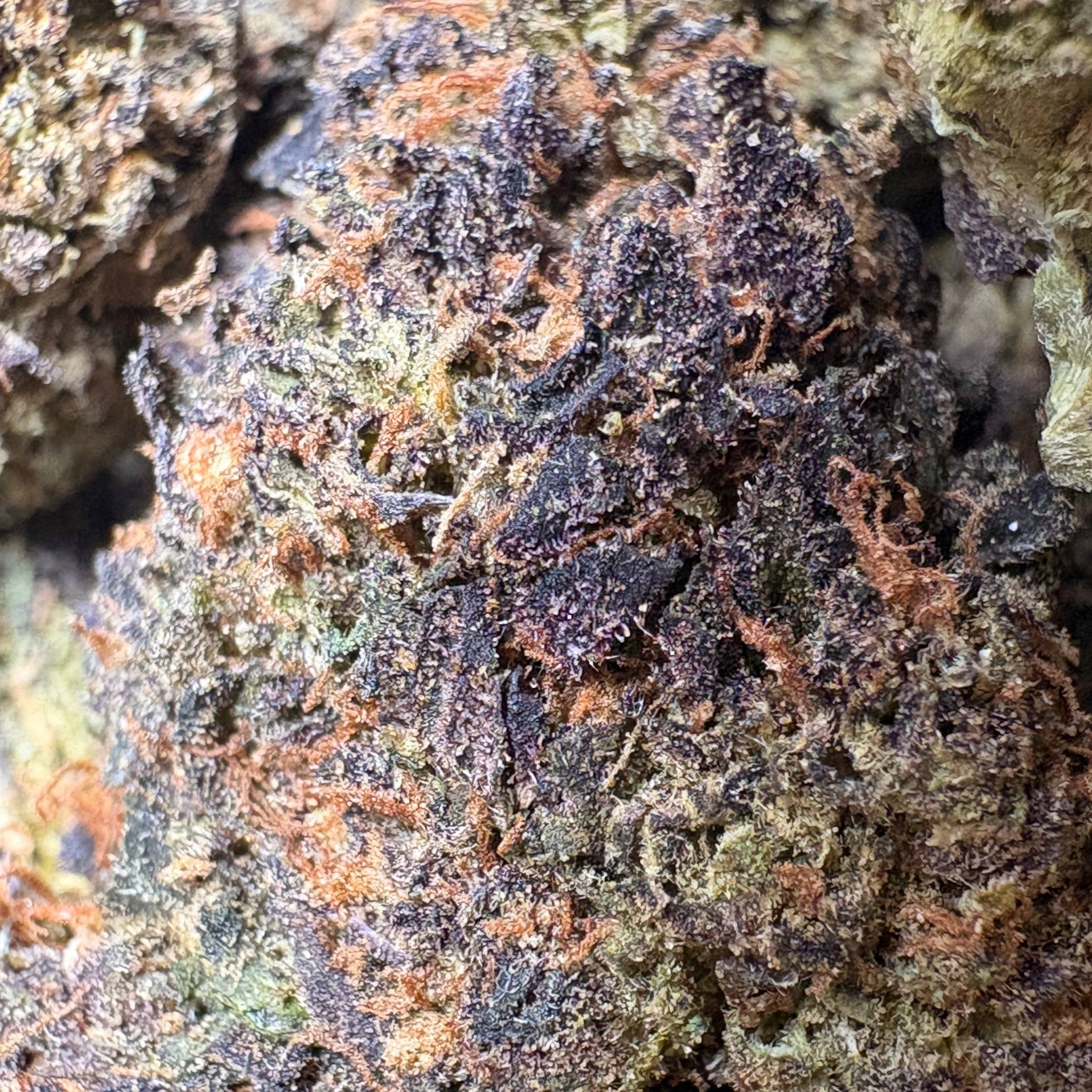 Image of PAYAYA PIE (Δ-9 THC)