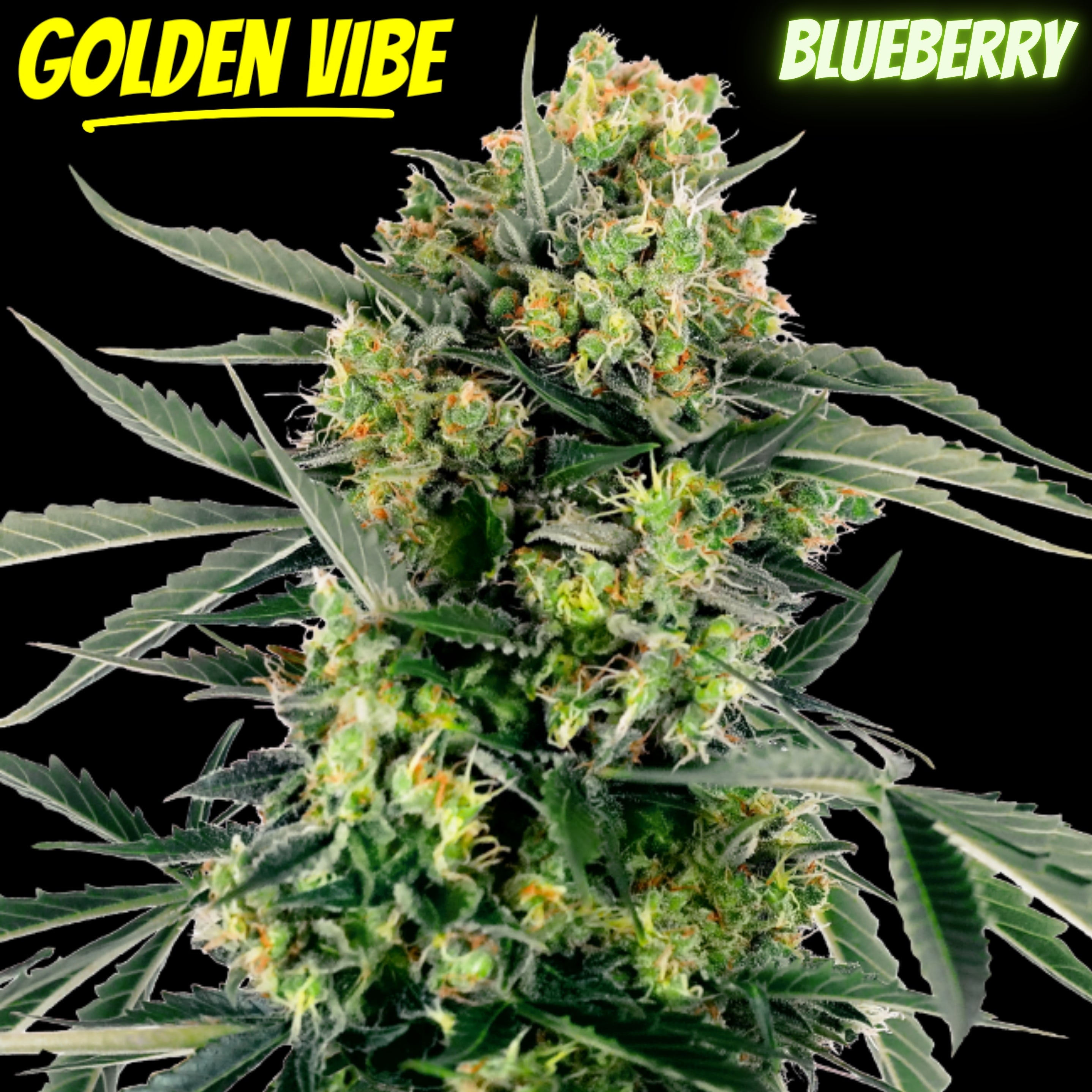 Golden Vibe
