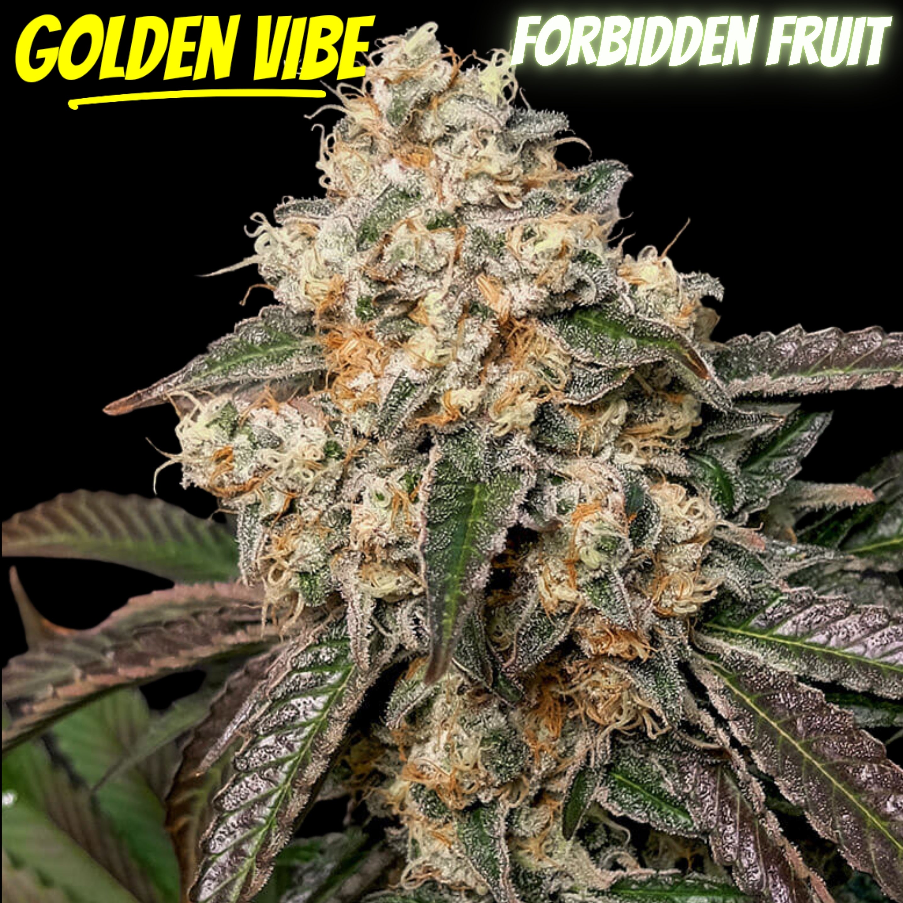 Golden Vibe