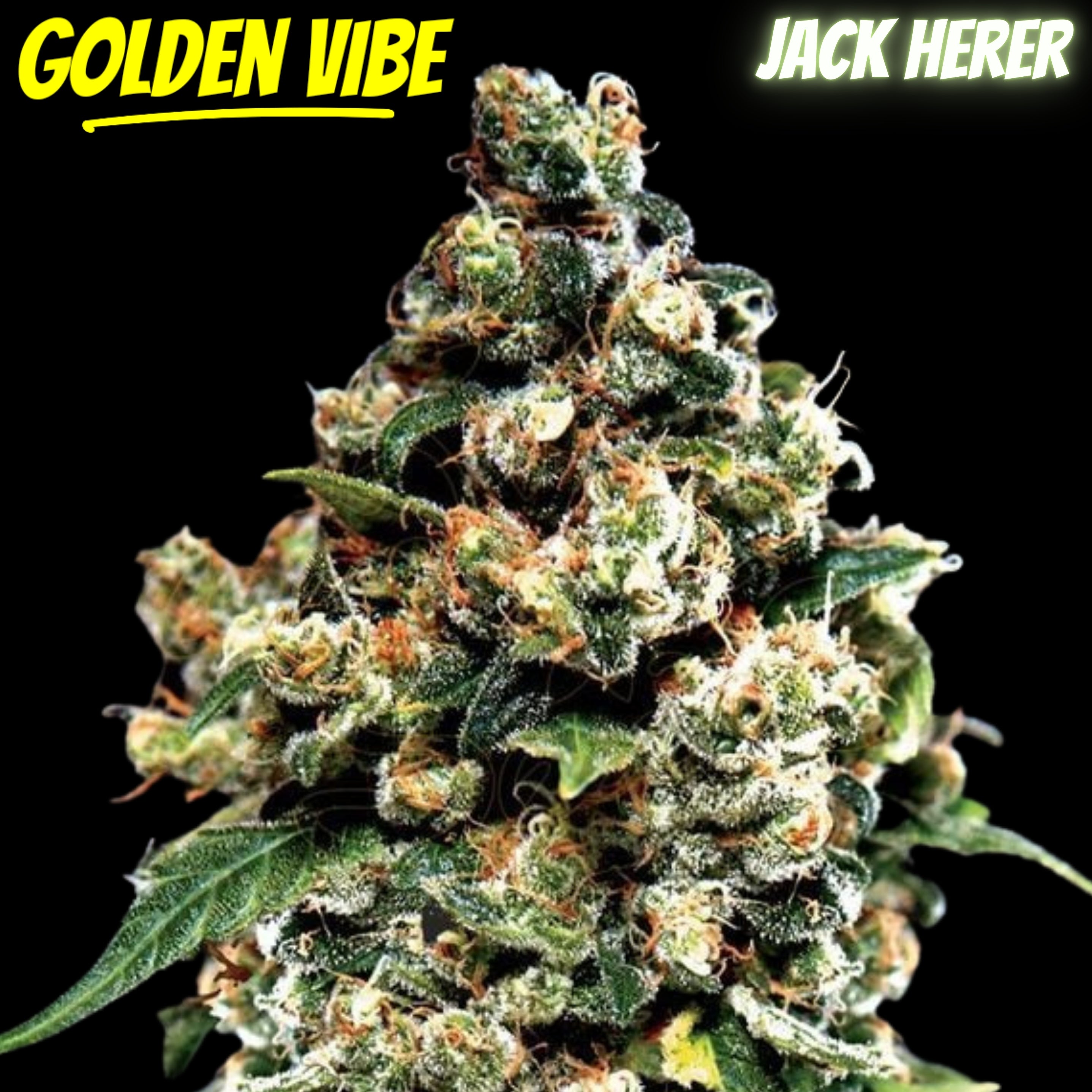 Golden Vibe