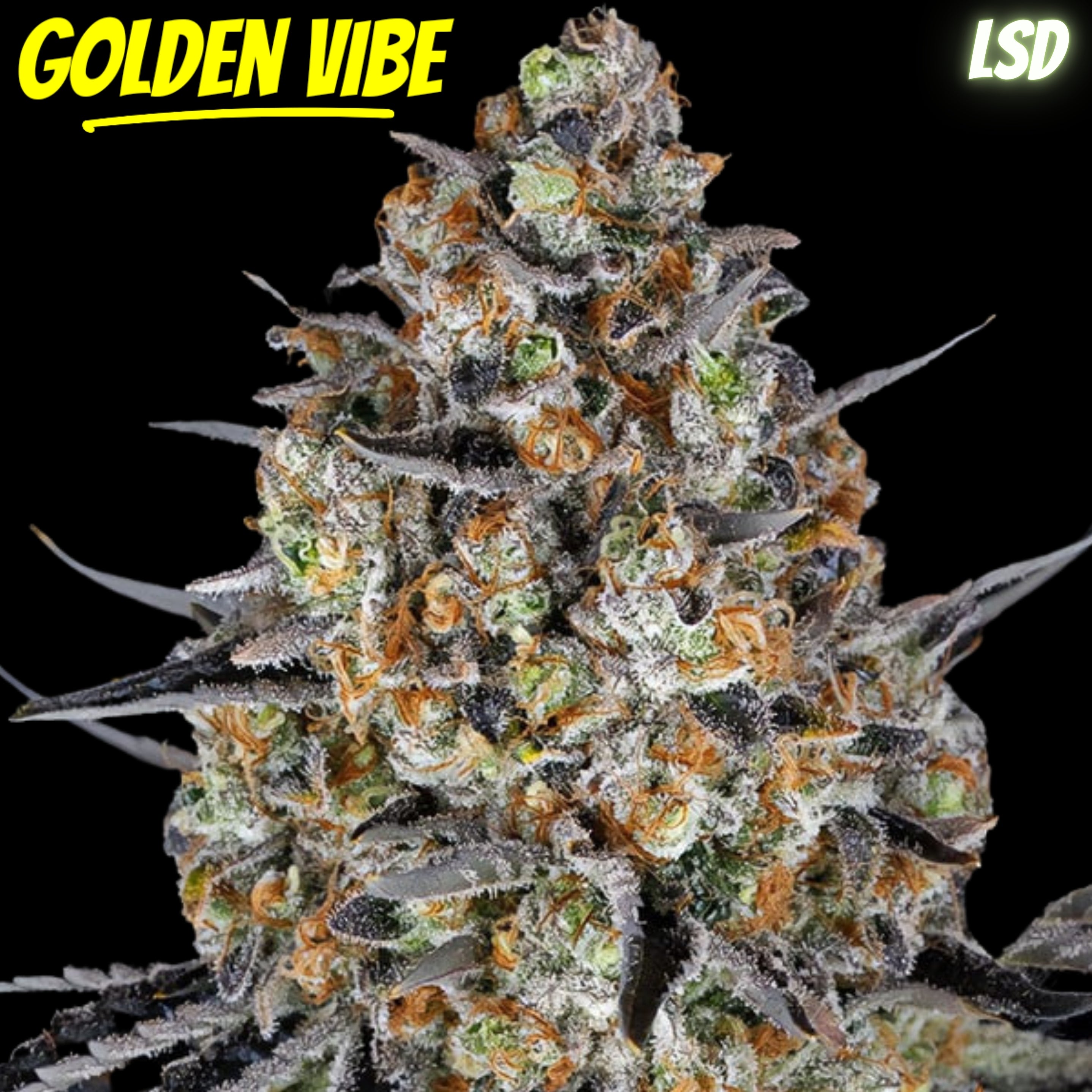 Golden Vibe