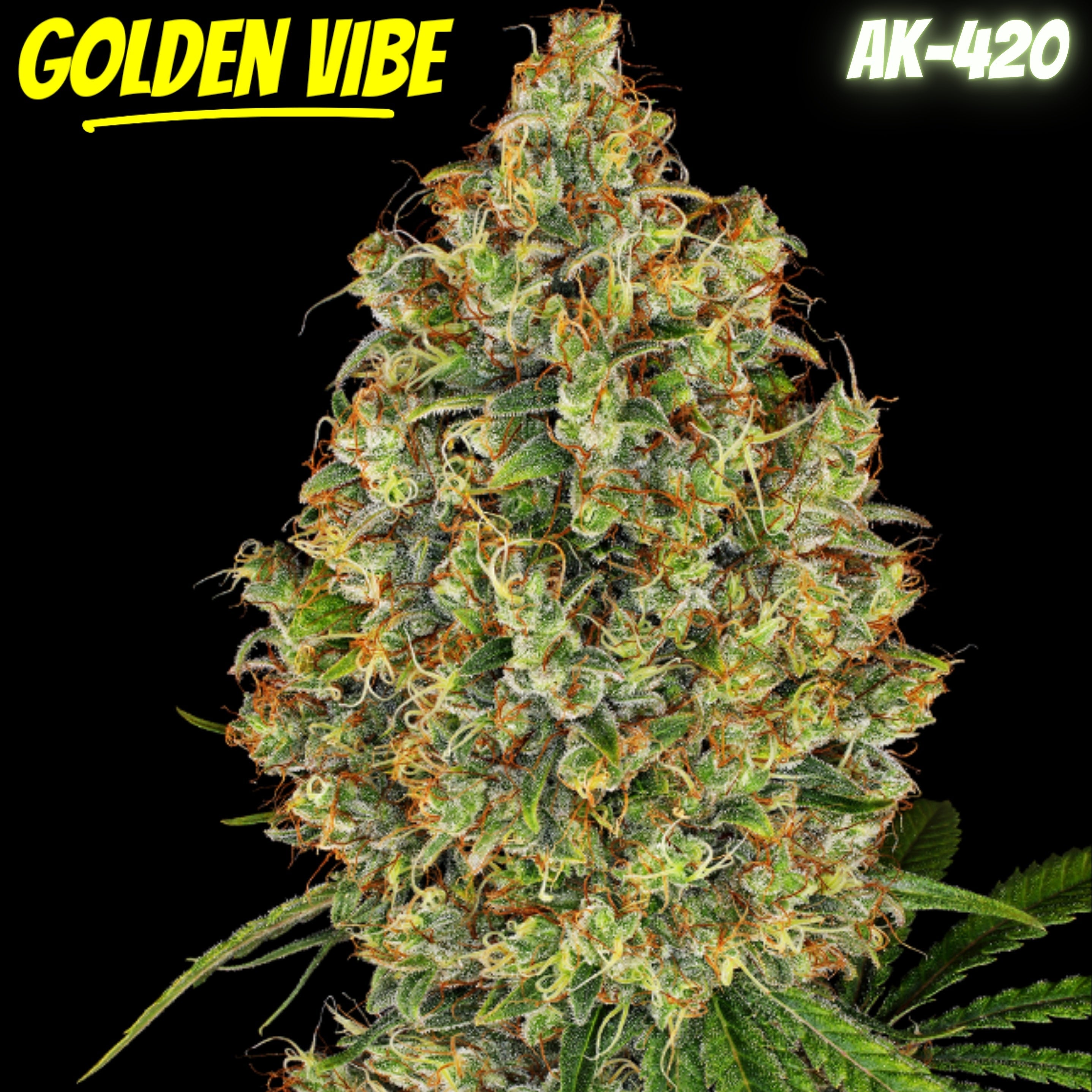 Golden Vibe