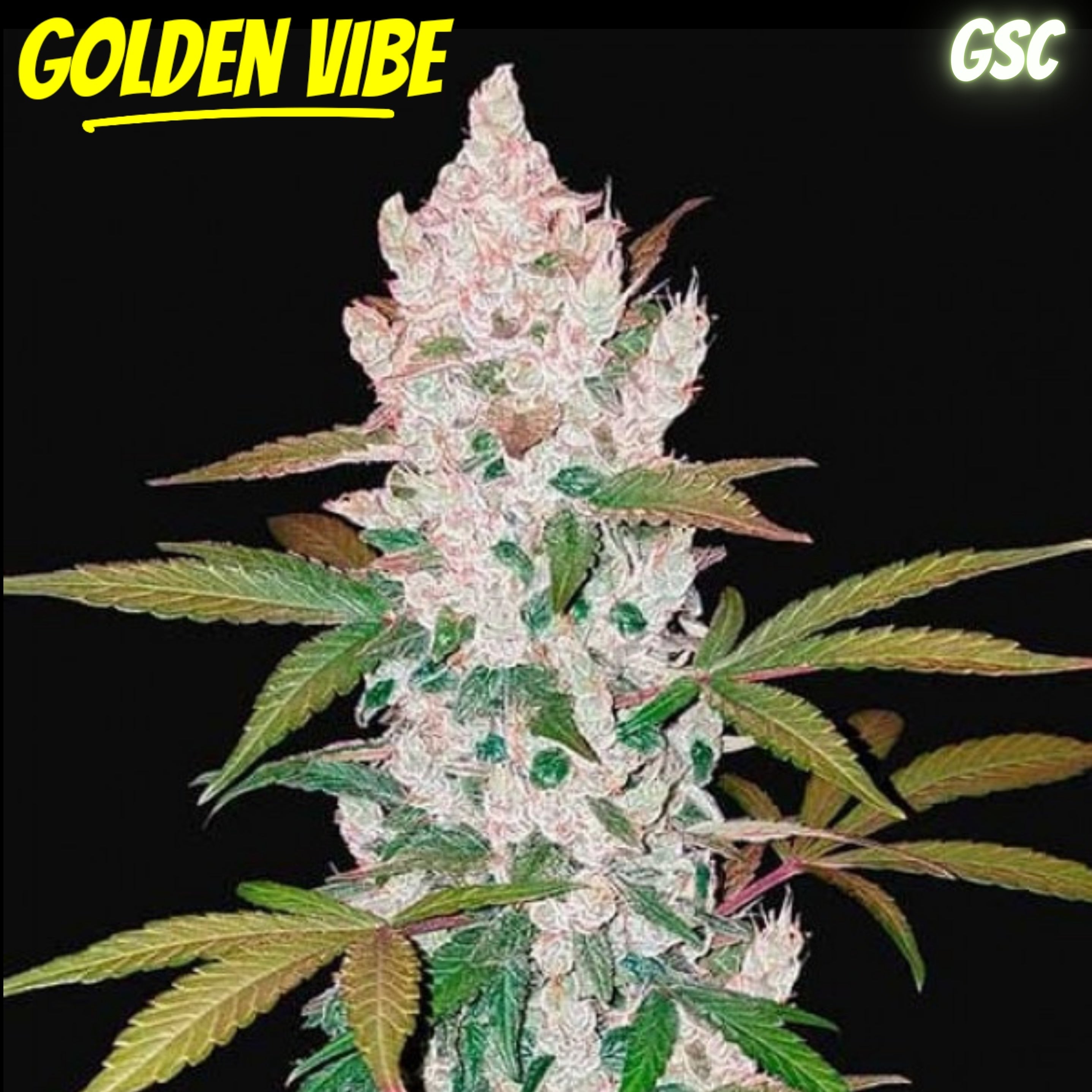 Golden Vibe