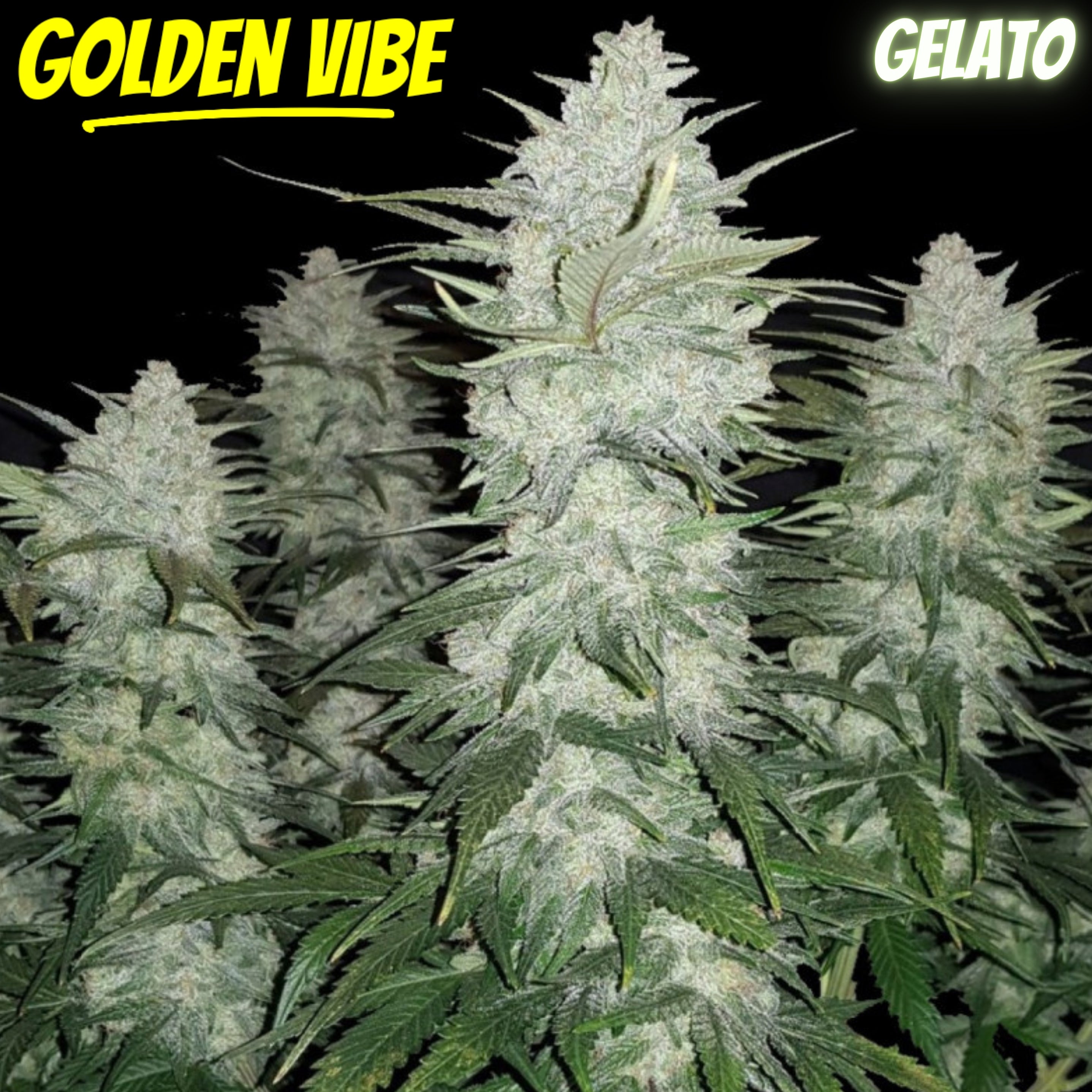 Golden Vibe