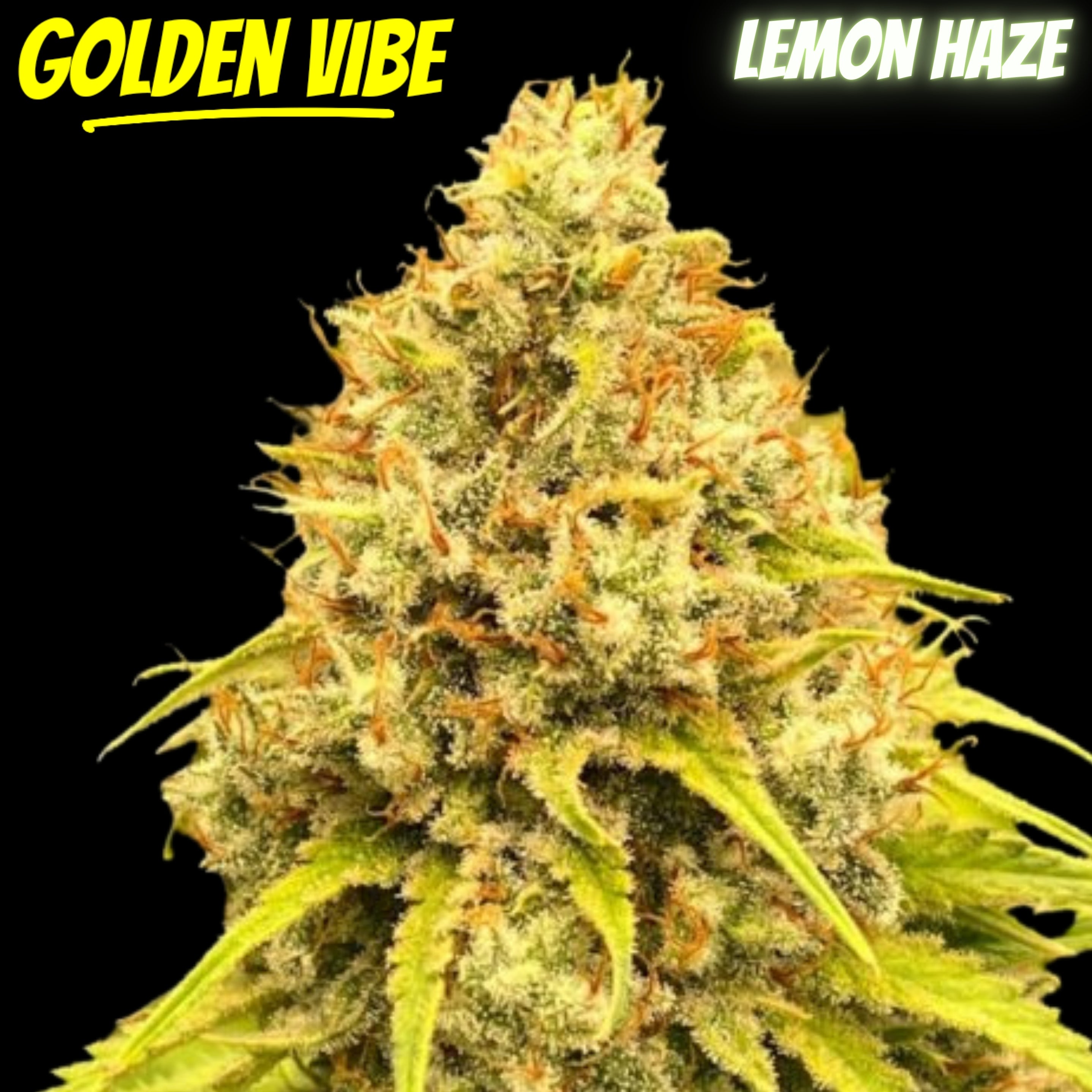 Golden Vibe