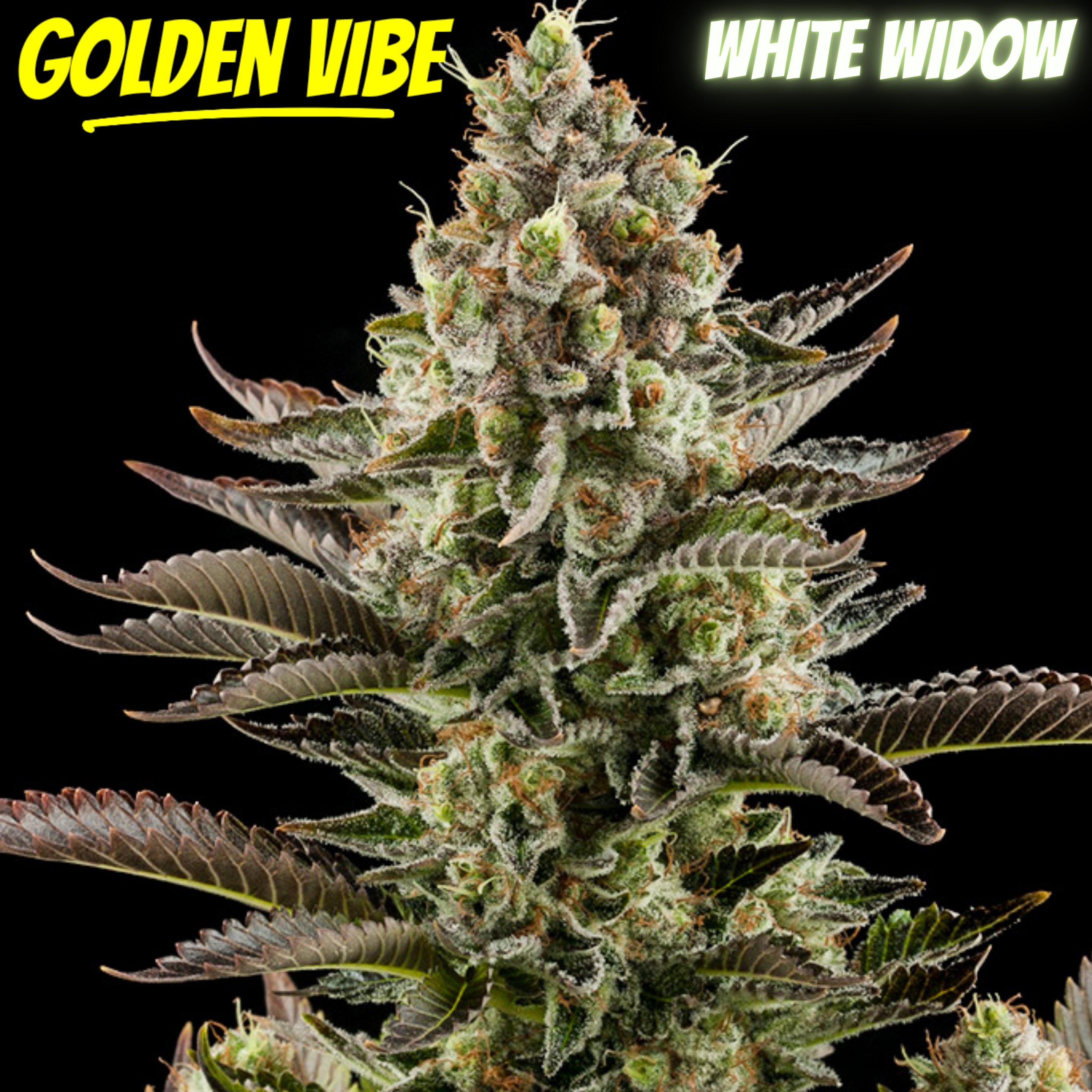Golden Vibe