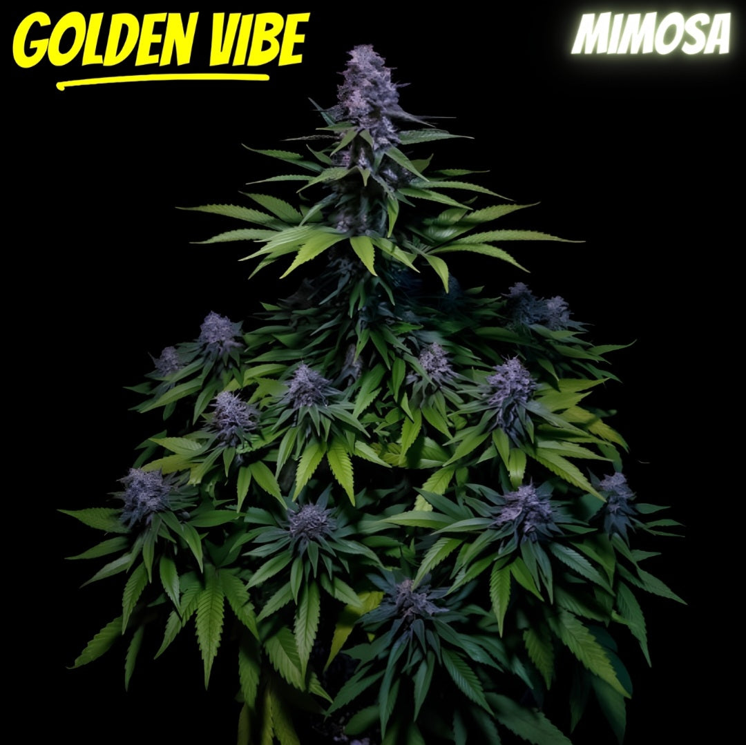 Golden Vibe